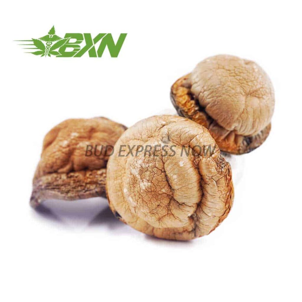 Buy Mushroom - Code Blue at Kush Station Online Shop