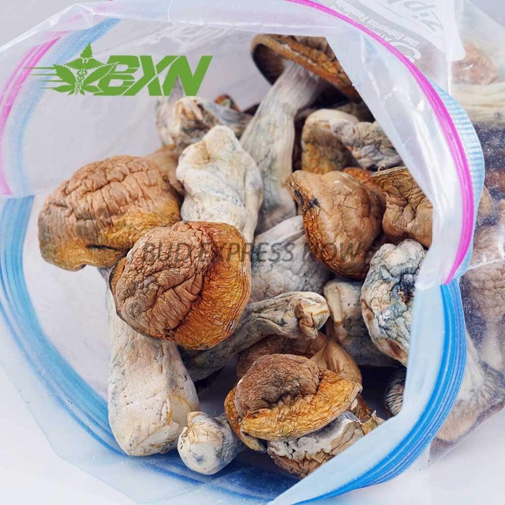 Buy Mushroom - Code Blue at Kush Station Online Shop