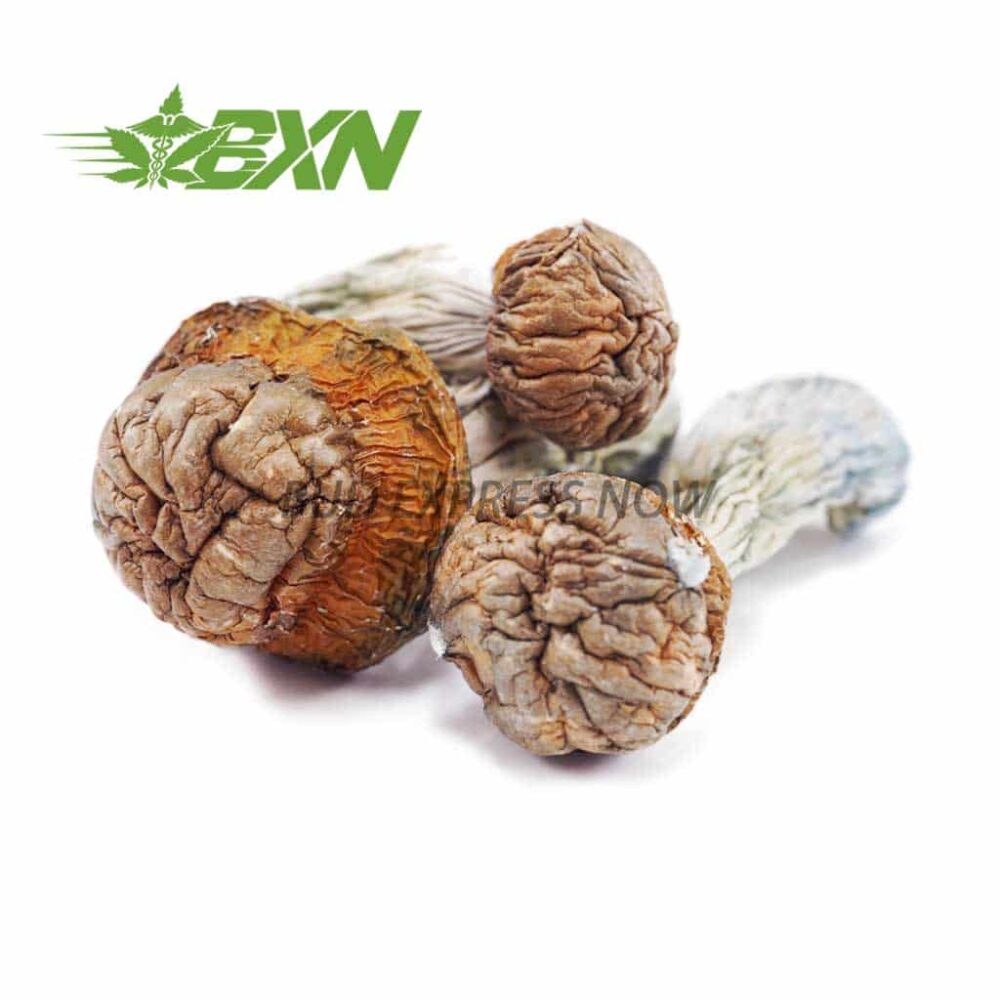 Buy Mushroom - Tidal Wave at Kush Station Online Shop