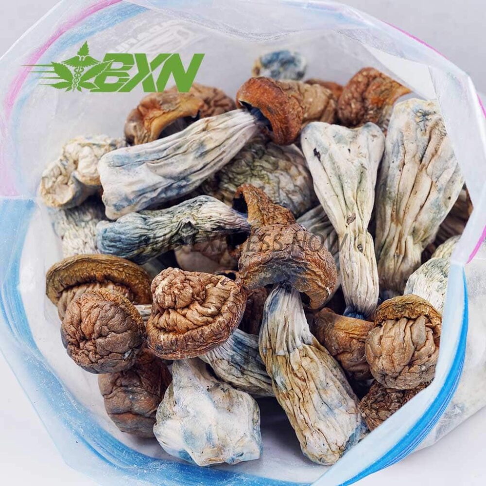 Buy Mushroom - Tidal Wave at Kush Station Online Shop