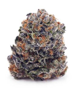 Buy Blue Mataro AAA at Kush Station Online Shop