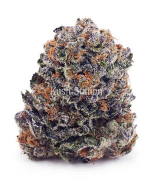 Buy Blue Mataro AAA at Kush Station Online Shop