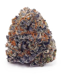 Buy Purple Haze AAA at Kush Station Online Shop