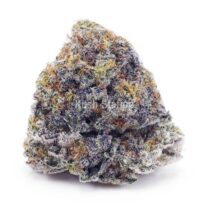Buy White Russian Cream AAAA at Kush Station Online