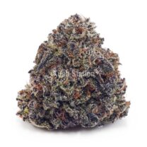 Buy Budzilla (Craft) at Kush Station Online Shop