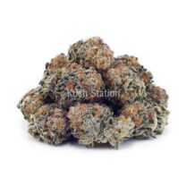 Buy Gelato #33 AAA at Kush Station Online Shop