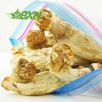 Buy Mushroom - Monster Penis Envy at Kush Station Online Shop