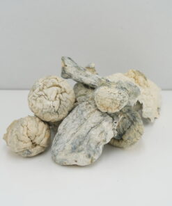 Buy Mushroom - Albino Makilla Gorilla (Exotic) at Kush Station Online Shop