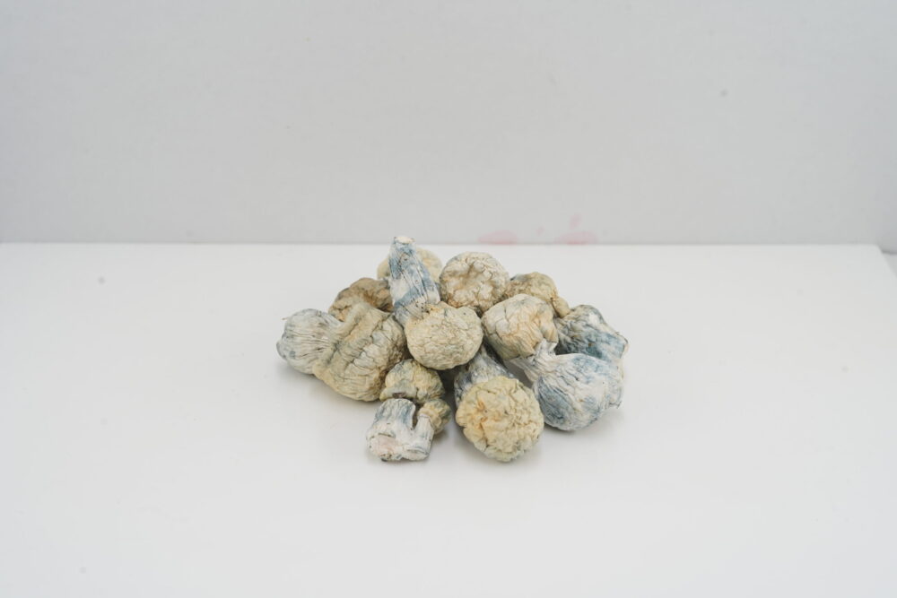Buy Mushroom - Iceberg (Exotic) at Kush Station Online Shop