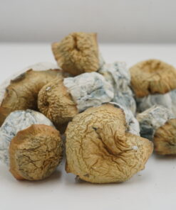 Buy Mushroom - Avalanche at Kush Station Online Shop
