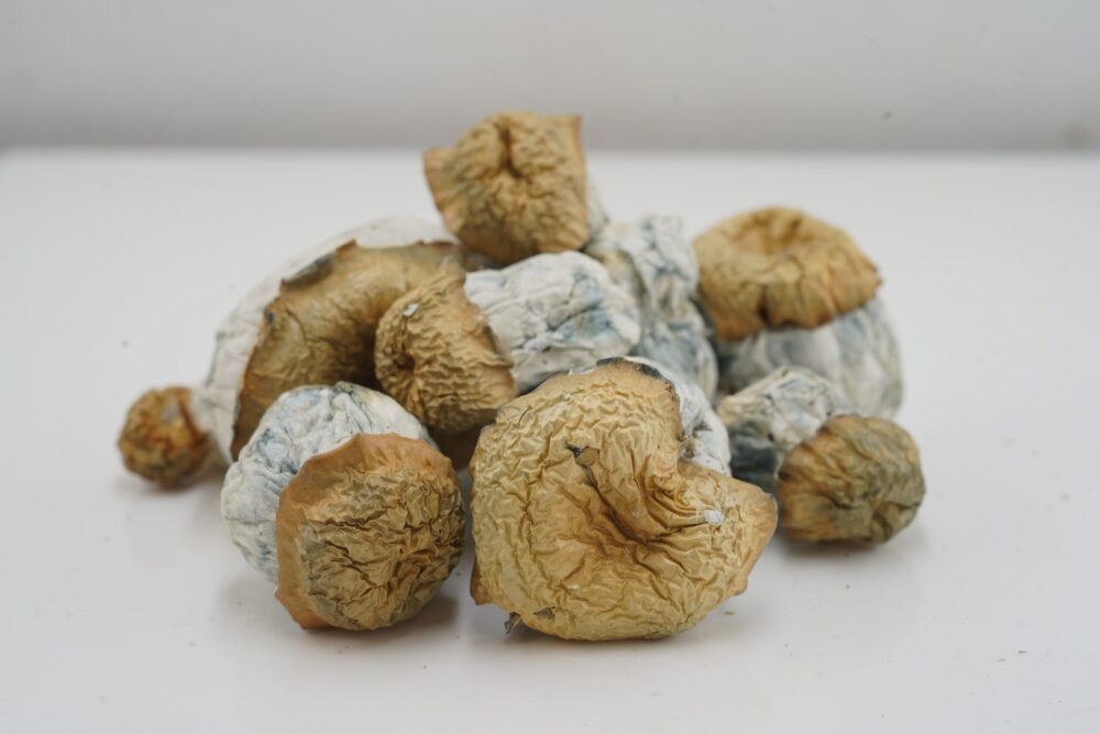 Buy Mushroom - Avalanche at Kush Station Online Shop
