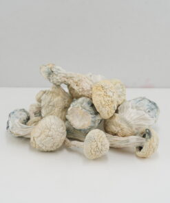 Buy Mushroom - Snow White (Exotic) at Kush Station Online Shop