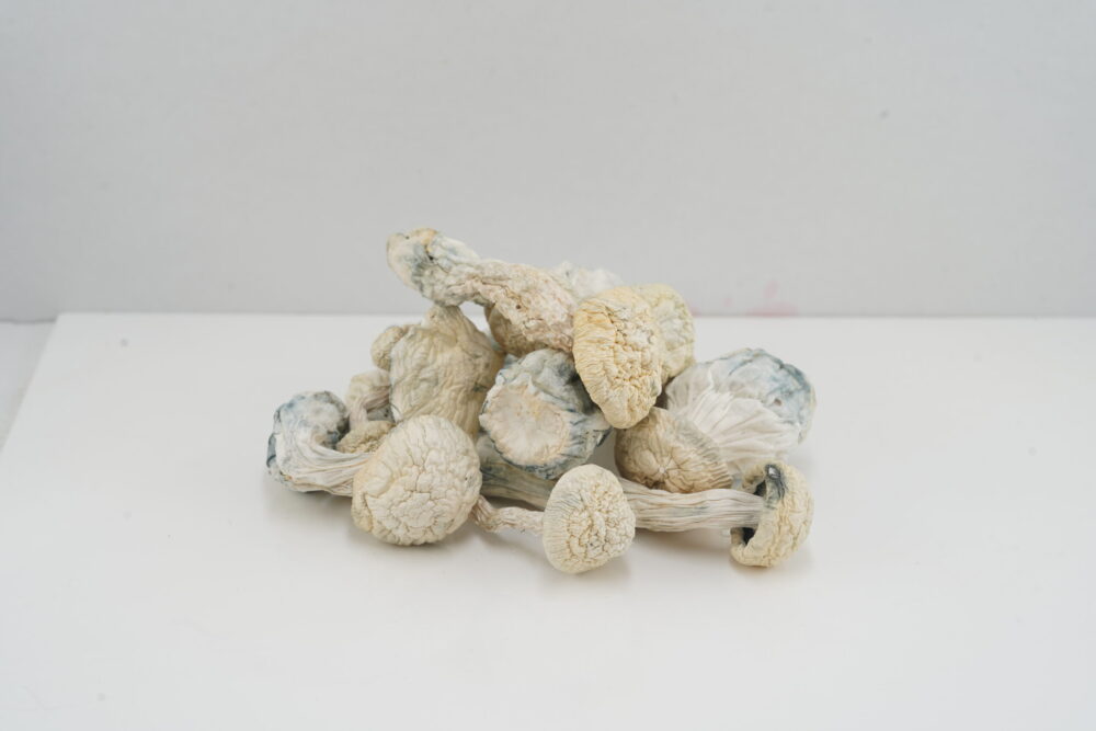 Buy Mushroom - Snow White (Exotic) at Kush Station Online Shop