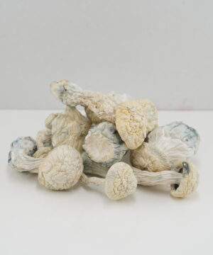 Buy Mushroom - Snow White (Exotic) at Kush Station Online Shop