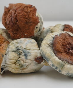 Buy Mushroom - Wollongong at Kush Station Online Shop