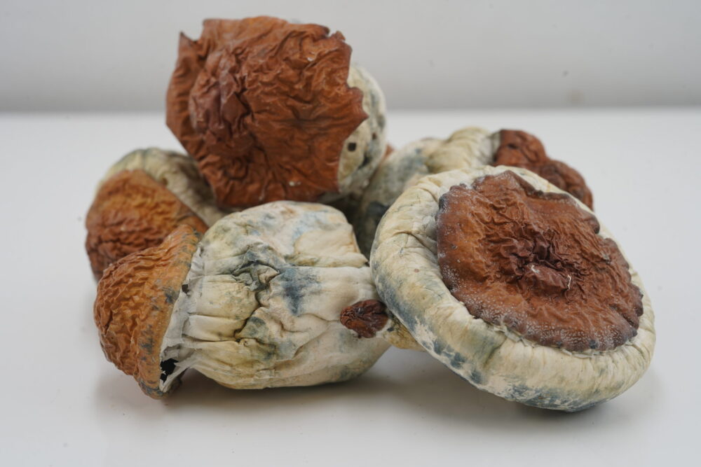 Buy Mushroom - Wollongong at Kush Station Online Shop