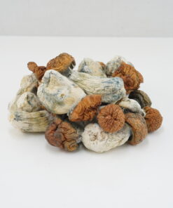 Buy Mushroom - Blue Paluski at Kush Station Online Shop