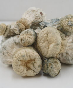 Buy Mushroom - Leucistic SV-13  at Kush Station Online Shop