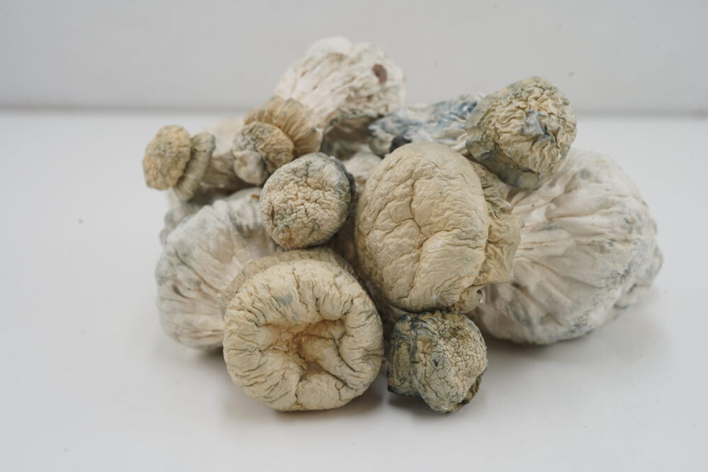 Buy Mushroom - Leucistic SV-13  at Kush Station Online Shop