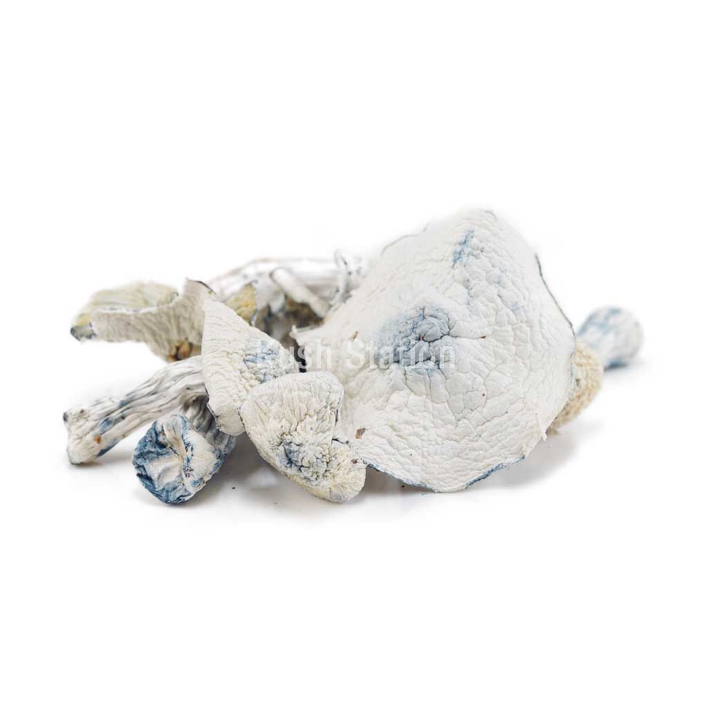 Buy Mushroom - Albino Jedi Mindfuck at Kush Station Online Shop