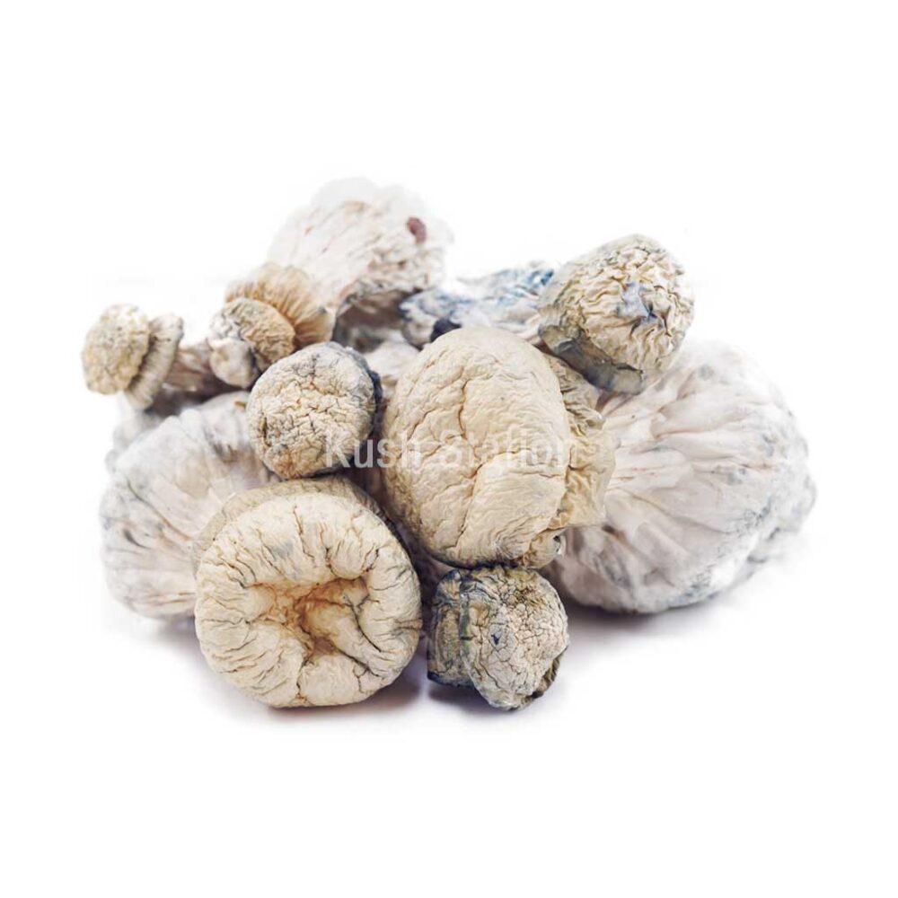 Buy Mushroom - Leucistic SV-13  at Kush Station Online Shop