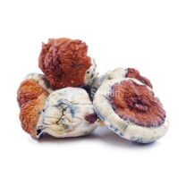 Buy Mushroom - Wollongong at Kush Station Online Shop