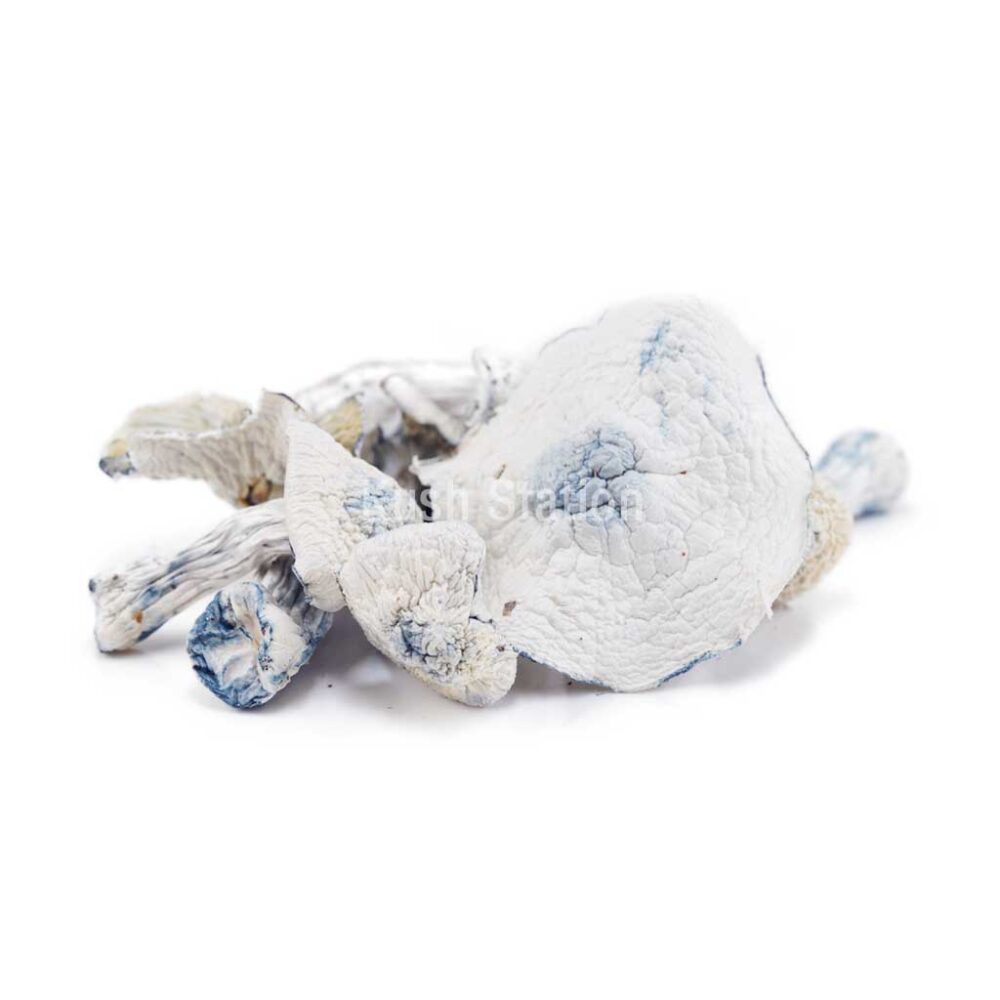 Buy Mushroom - Avalanche at Kush Station Online Shop