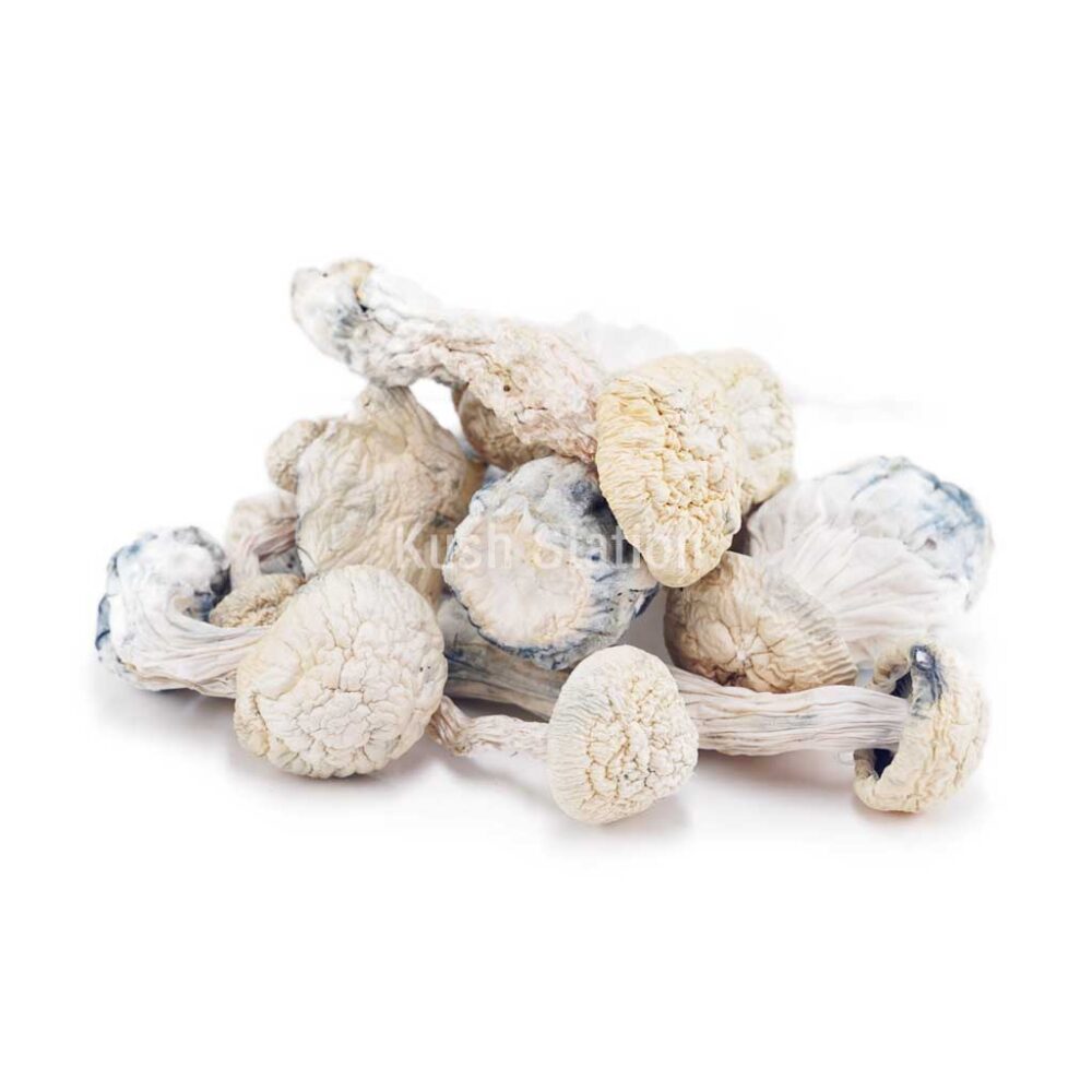Buy Mushroom - Snow White (Exotic) at Kush Station Online Shop