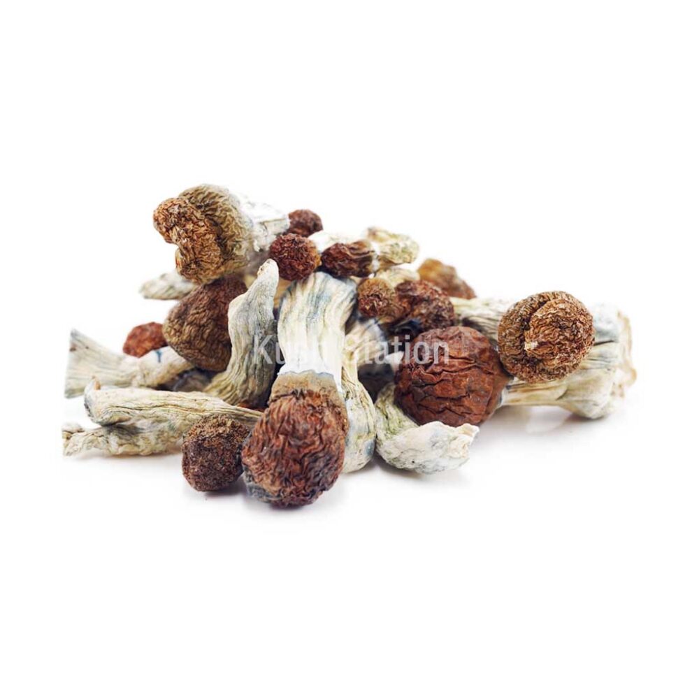 Buy Mushroom - Penis Envy #6 at Kush Station Online Shop