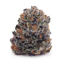 Buy Gushers AA - LSO Farms at Kush Station Online Shop