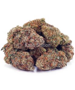 Buy Astro Cookies AA - Only Gas at Kush Station Online Shop