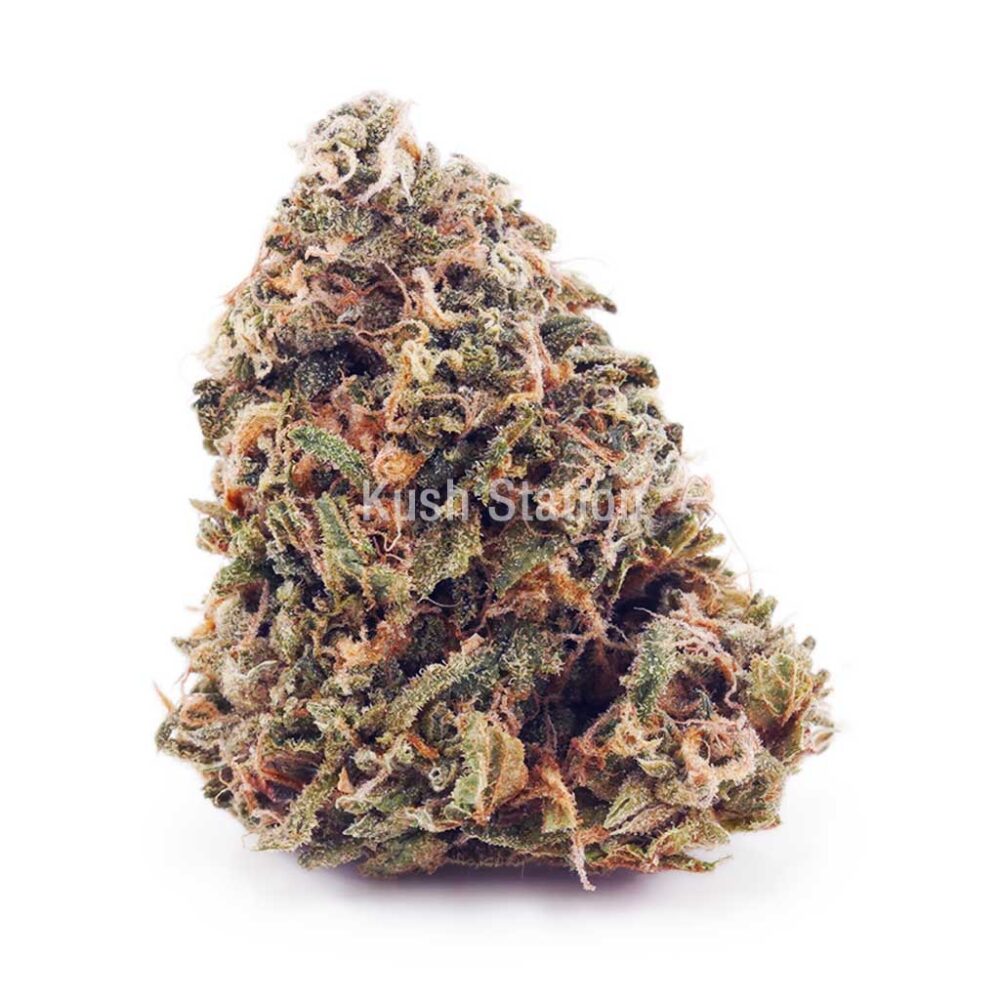 Buy King Tut AA - LSO Farms at Kush Station Online Shop