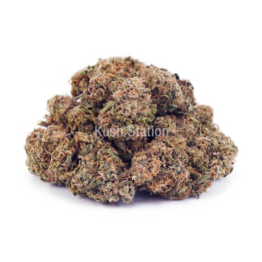 Buy King Tut AA - LSO Farms at Kush Station Online Shop