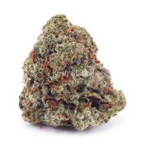 Buy King Tut AA - LSO Farms at Kush Station Online Shop
