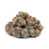 Buy King Tut AA - LSO Farms at Kush Station Online Shop