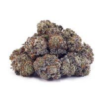 Buy Amnesia Haze AA - Quadzilla Farms at Kush Station Online Shop