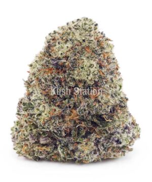 Buy Laughing Buddha (Craft) - BC Craft at Kush Station Online Shop