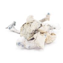 Buy Mushroom - Extraterrestial (Exotic) at Kush Station Online Shop