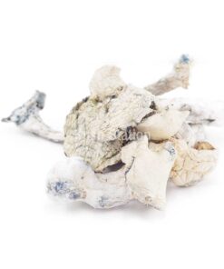 Buy Mushroom - Extraterrestial (Exotic) at Kush Station Online Shop