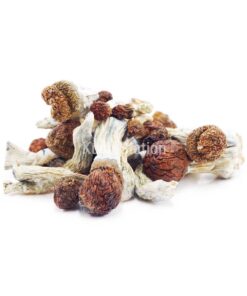 Buy Mushroom - Daddy Long Legs at Kush Station Online Shop