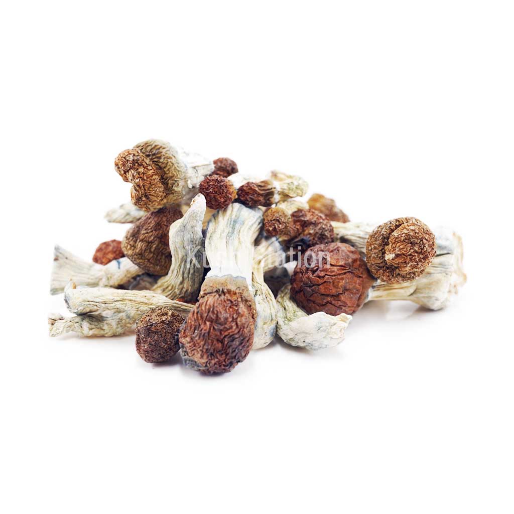 Buy Mushroom - Daddy Long Legs at Kush Station Online Shop