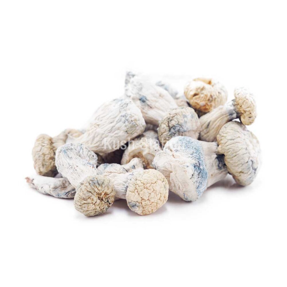 Buy Mushroom - Albino Penis Envy (Exotic) at Kush Station Online Shop