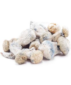 Buy Mushroom - Albino Penis Envy (Exotic) at Kush Station Online Shop