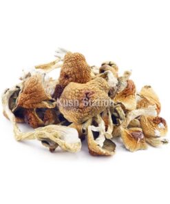 Buy Mushroom - GC Thrasher at Kush Station Online Shop