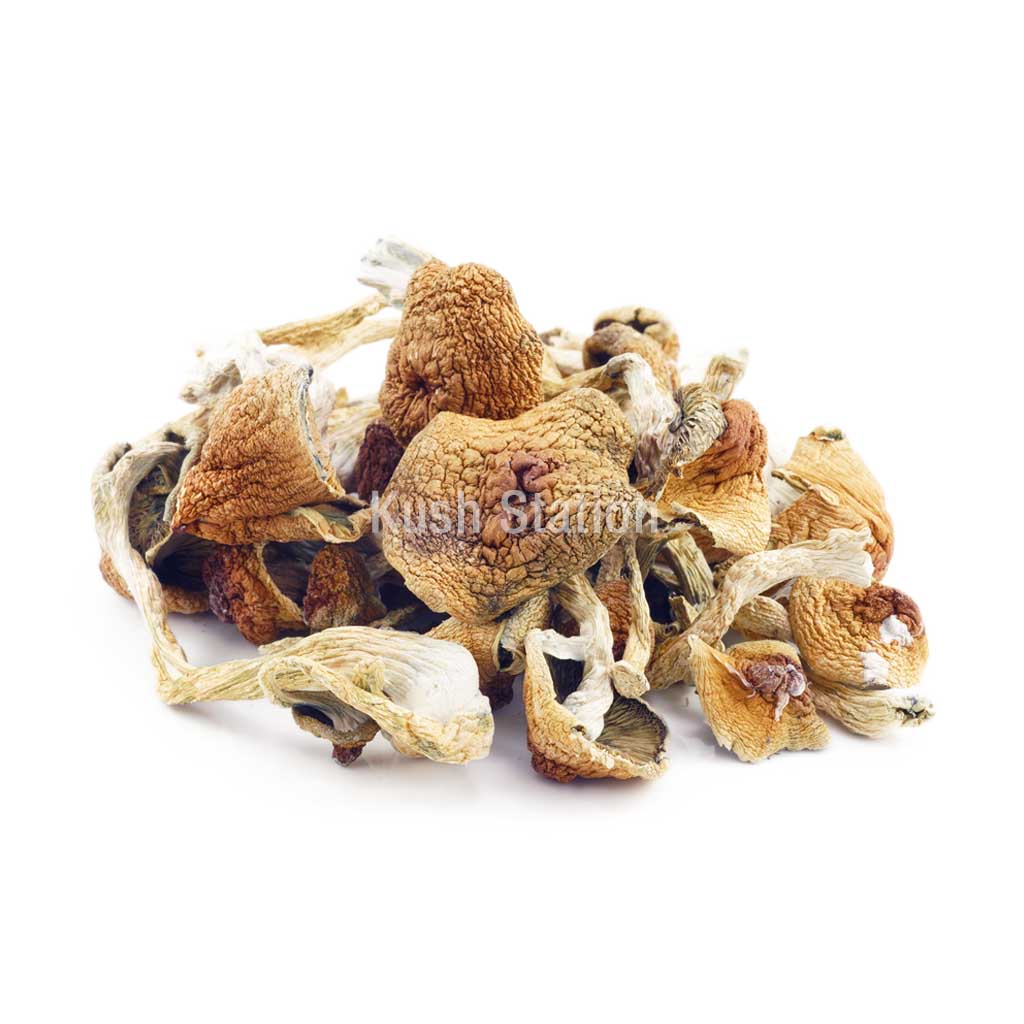 Buy Mushroom - GC Thrasher at Kush Station Online Shop