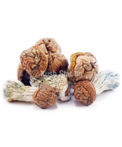 Buy Mushroom - Tidal Wave at Kush Station Online Shop