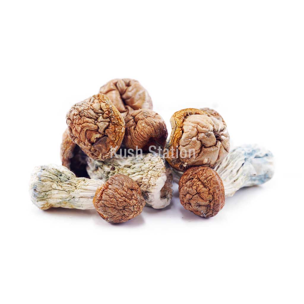 Buy Mushroom - Tidal Wave at Kush Station Online Shop