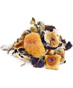 Buy Mushroom - Treasure Coast at Kush Station Online Shop