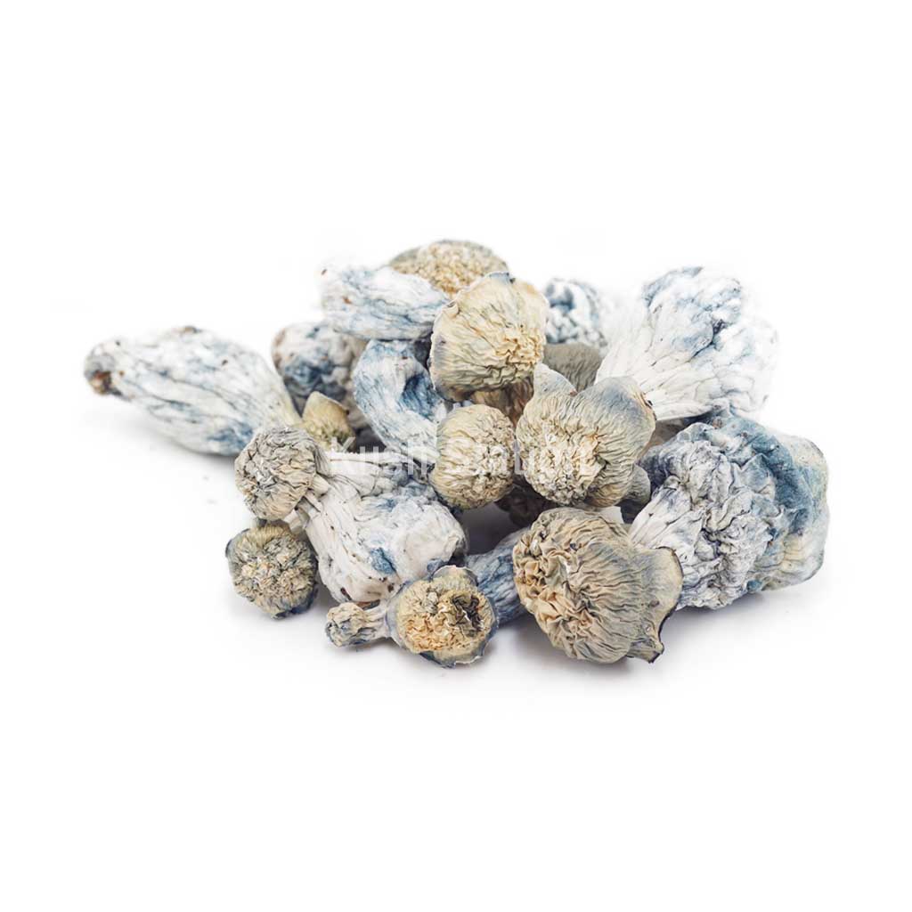 Buy Mushroom - Blue Ghost (Exotic) at Kush Station Online Shop