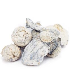 Buy Mushroom - Makilla Gorilla at Kush Station Online Shop